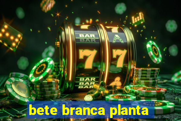 bete branca planta